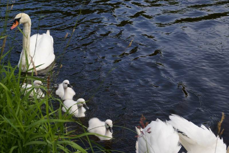 Schwaene auf der Sauer Bild Nr.036